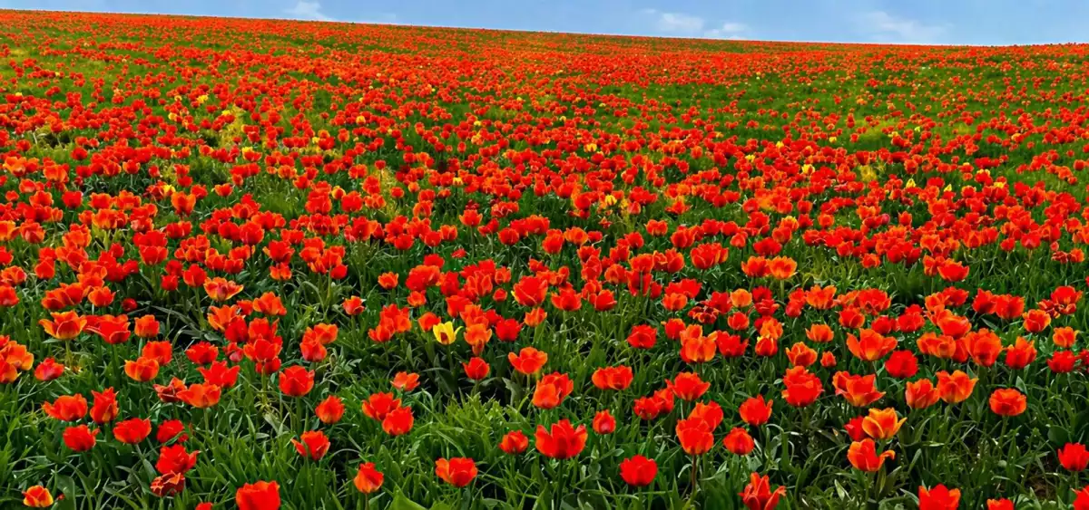 «ҚЫЗҒАЛДАҚ МҰРА» ХАЛЫҚАРАЛЫҚ ФЕСТИВАЛІ