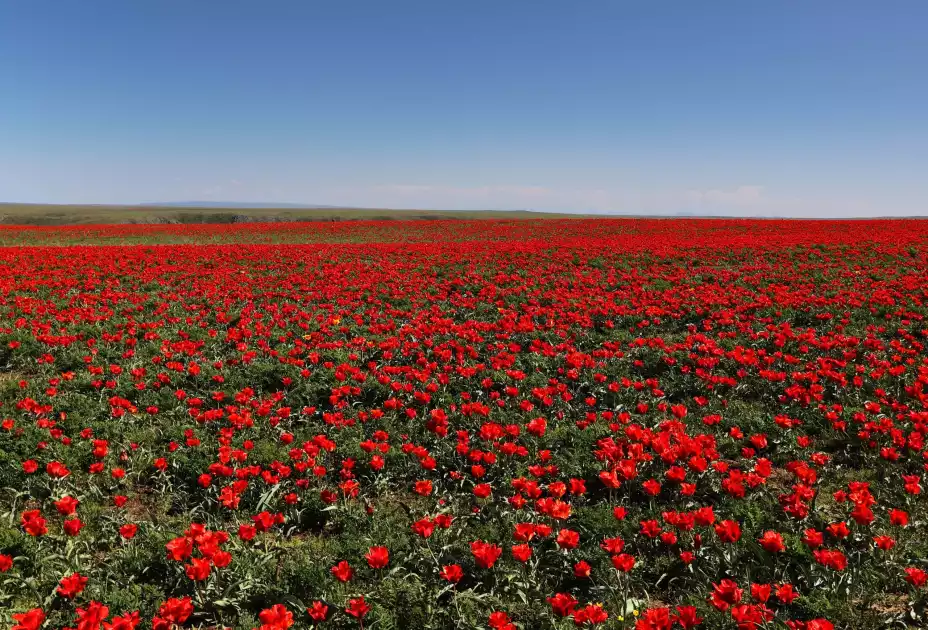 НИДЕРЛАНД КОРОЛЬДІГІ ЖАМБЫЛ ОБЛЫСЫНА 40 МЫҢ ТҮП ҚЫЗҒАЛДАҚ СЫЙЛАДЫ
